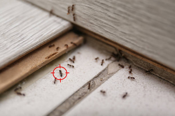 Best Residential Pest Control  in Kingsford, MI