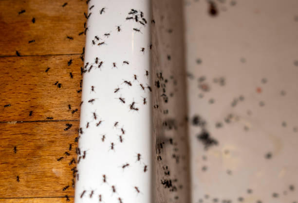 Best Local Pest Control Services  in Kingsford, MI
