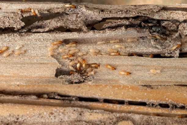 Best Affordable Pest Control Services  in Kingsford, MI
